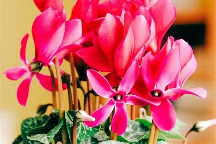 橡皮树施什么肥需要注意什么问题