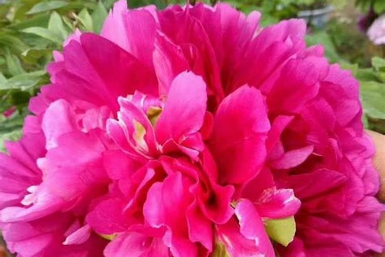 玉米地里撒了尿素过了三天才下雨还能起作用吗