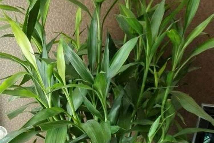 小麦叶面肥什么牌子最好