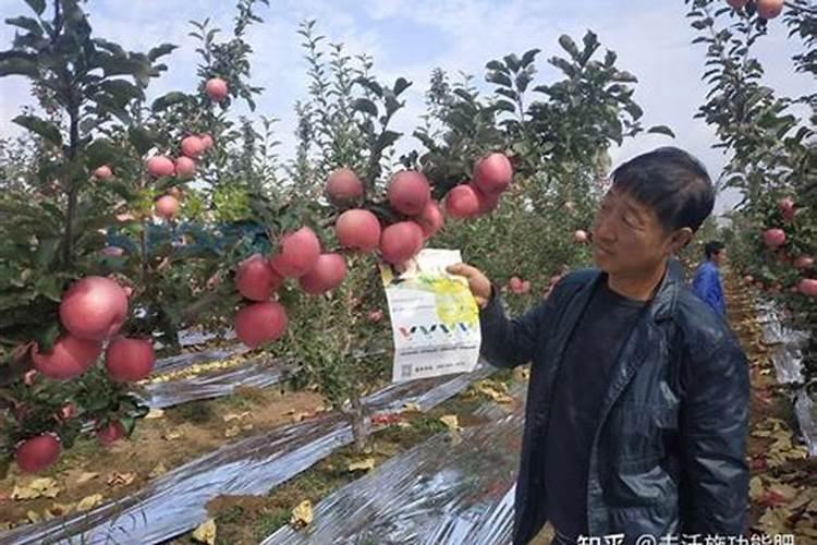 西红柿结果以后下面的叶子需要打吗