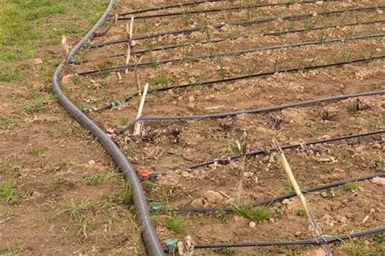 茶花施什么肥最好,什么时候施肥