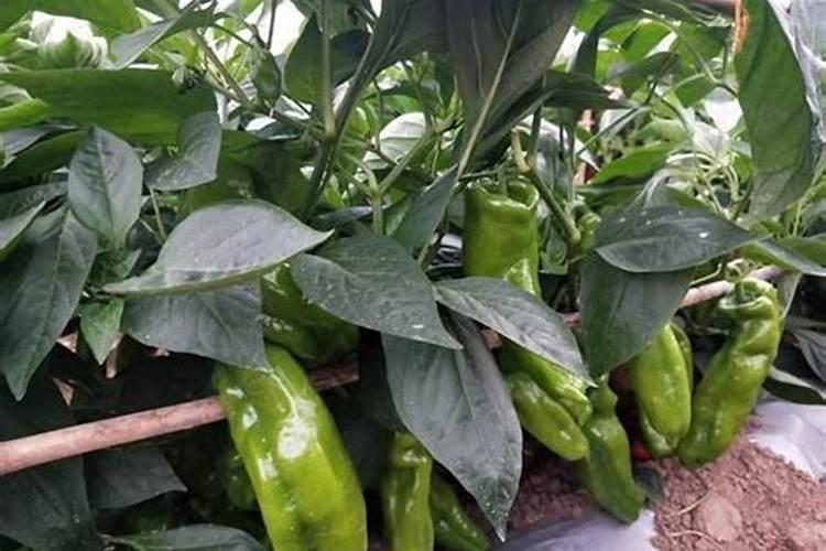 辣椒什么时候施肥好