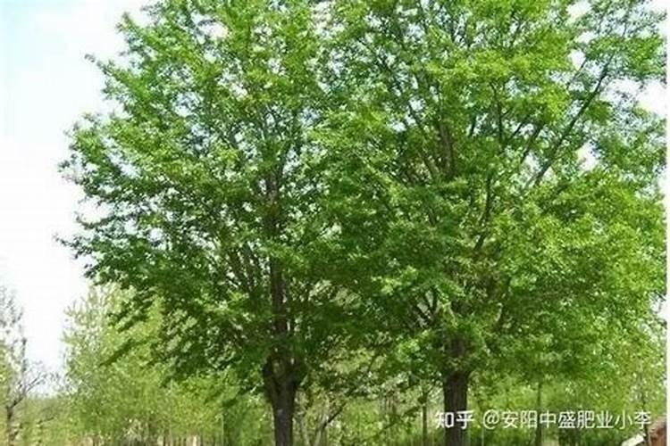 银杏树施什么肥最好