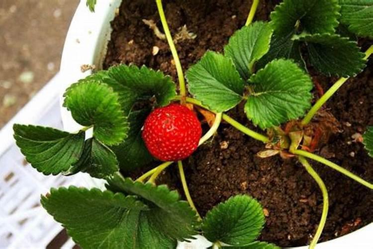 玉米生长期打什么药时间