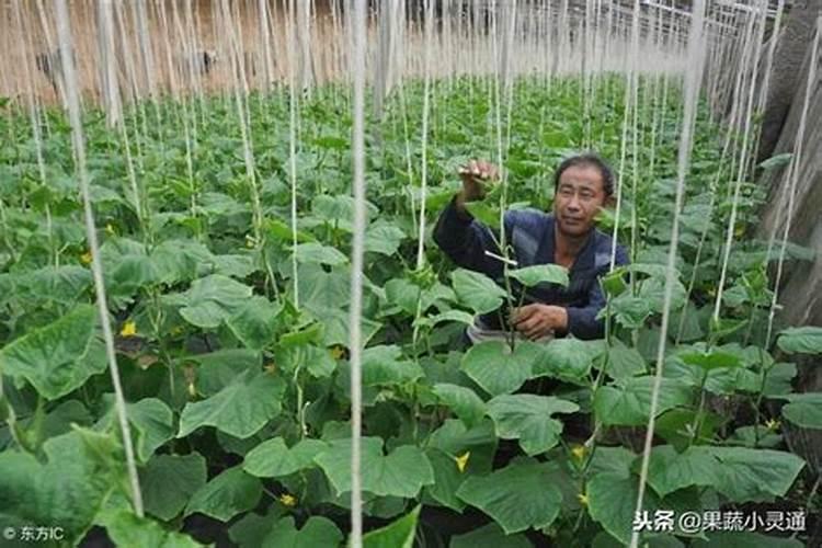 兰花拔剑怎么养护