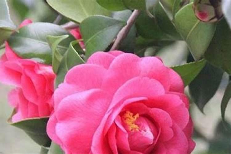 怎样才能养好茶花 需要注意些什么