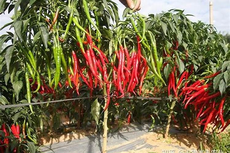 种植辣椒施什么肥好 种辣椒用什么肥料