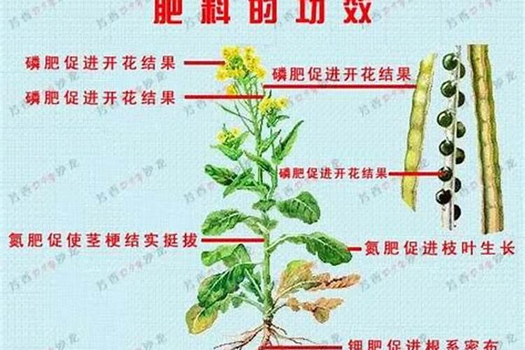 请问氮肥、磷肥、钾肥对盆栽花卉植物各起什么作用