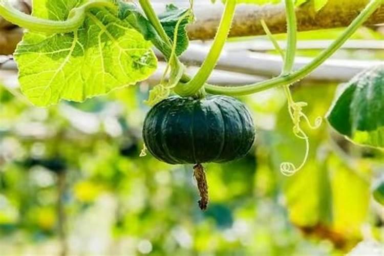 南瓜如何施基肥和追肥？