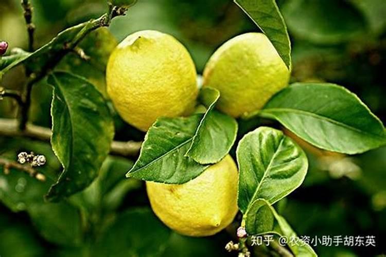 山芋育苗施什么肥料长得快？