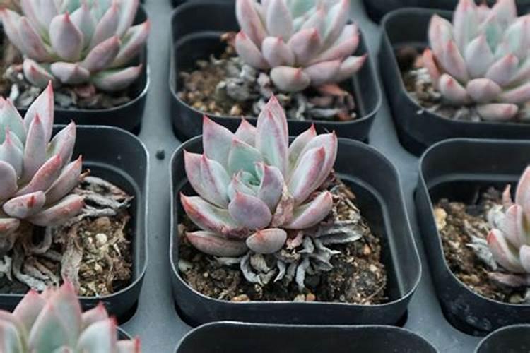 白菜用什么叶面肥好