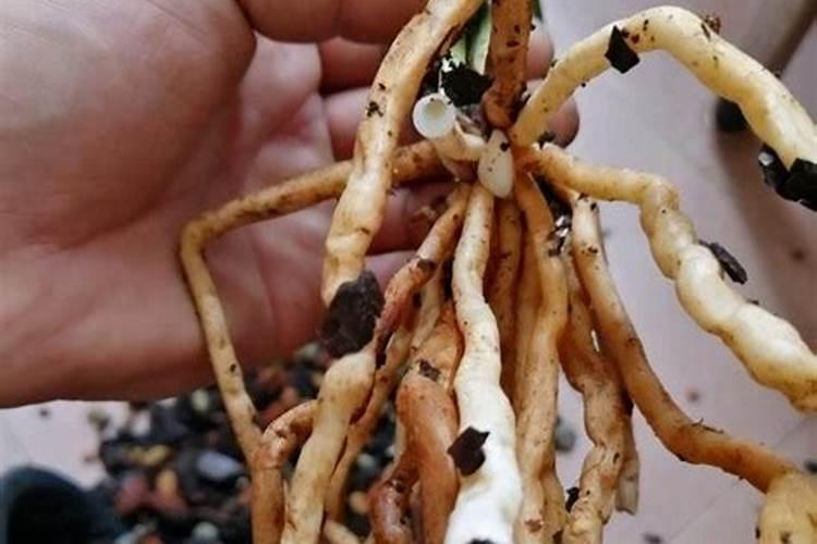 大豆喷施啥叶面肥最好