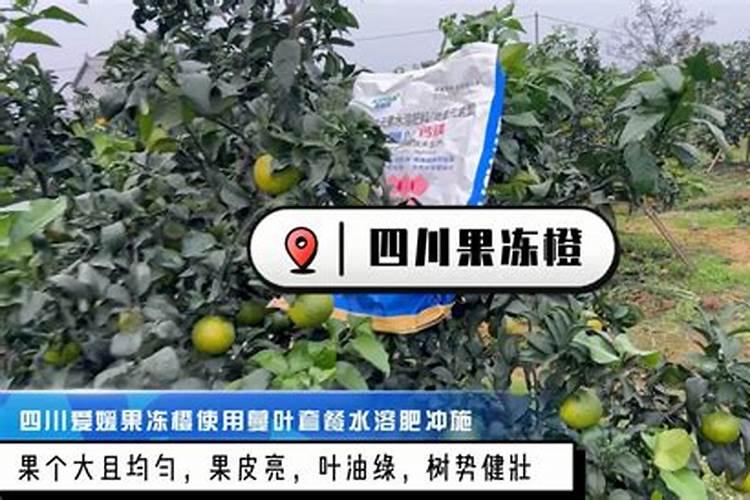 台北小姐长出花剑能施肥吗
