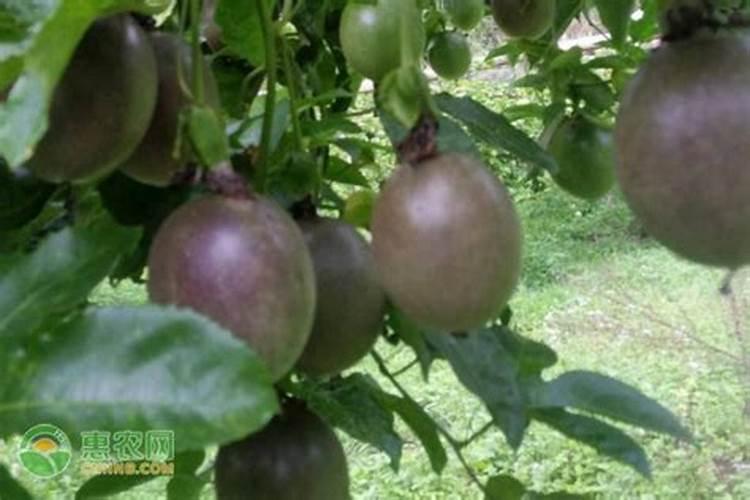 常见的叶面肥有哪些？叶面肥都有几大类？