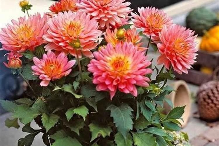 盆栽大丽花,春天怎么养？做好这4点,开花不断