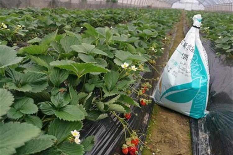 六月建兰刚有花剑能施肥吗？建兰出花剑后的施肥方法