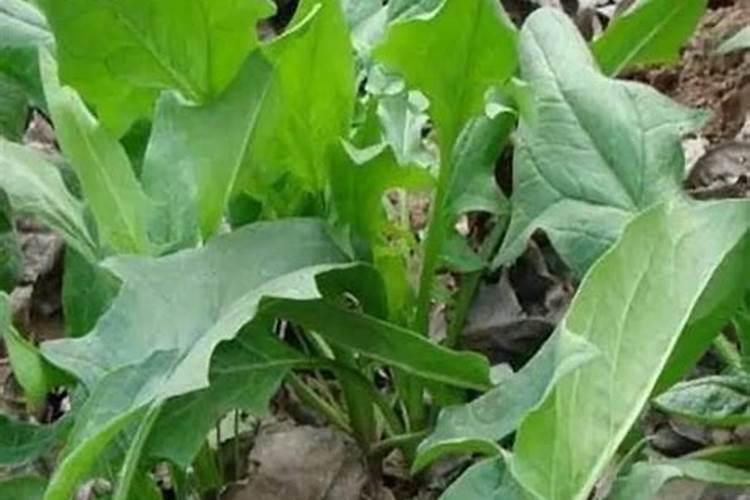 苹果花后施什么肥好选择什么肥料合适