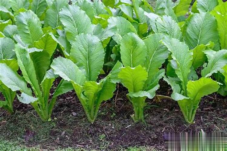 青菜施什么肥最好