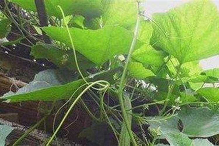 丝瓜不结瓜有什么补救方法