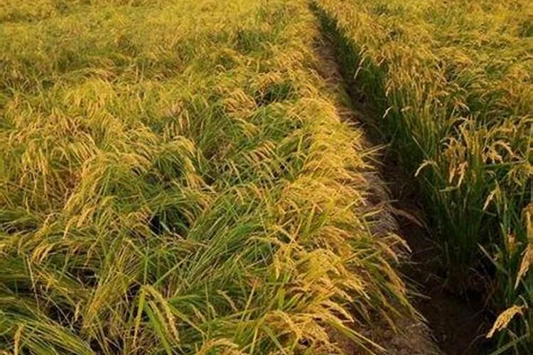 红壤旱地花生栽种技术 花生怎么施肥比较好