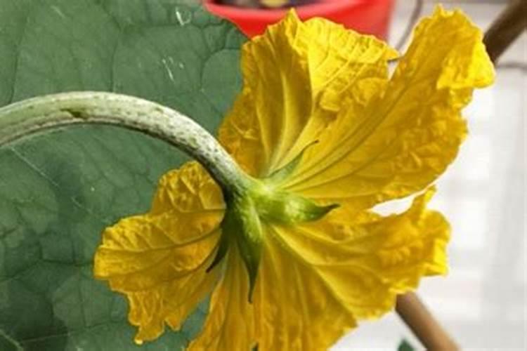 丝瓜不结果解决方法