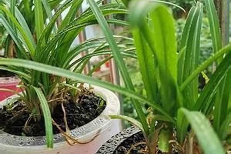 多肉可以施复合肥吗