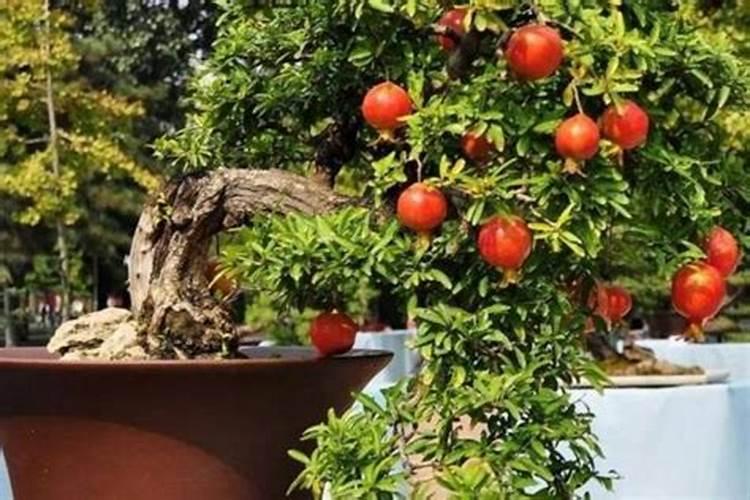 桑树种植什么季节最好(栽培桑树的最佳时间)