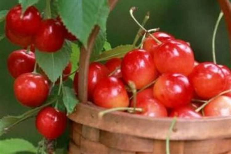 大樱桃什么时期用硼肥和磷酸二氢钾？请问大樱桃树什么时候打磷酸二氢钾...