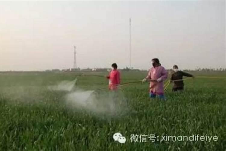 尿素可不可以作为小麦叶面肥