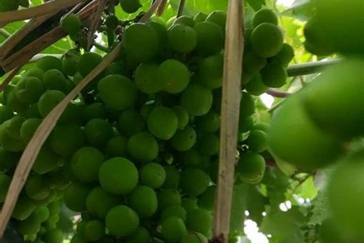 暴雨后的露天葡萄需要喷施杀菌剂和叶面肥吗？