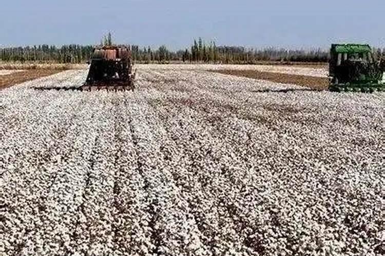 棉花后期需要什么肥料,侧枝过旺怎么办