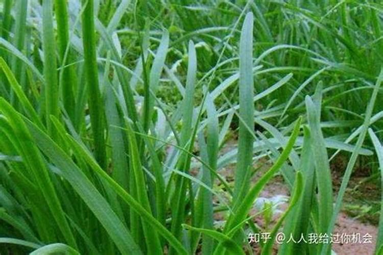 花果控释肥的正确使用方法