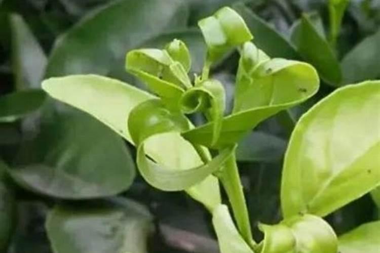 复合肥可以浇吊兰吗