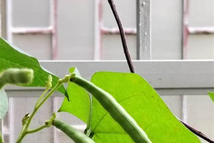 盆栽茉莉花怎么施肥