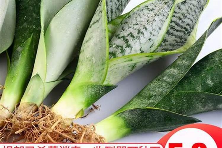 氨基酸水溶肥十大品牌