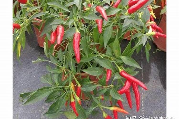 不给水培盆栽里的绿藻留活口