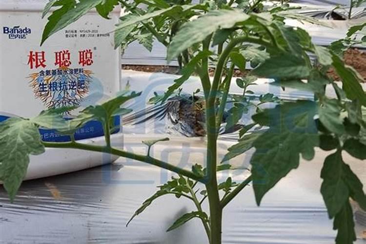 氮肥有哪些区别,怎么自制氮肥