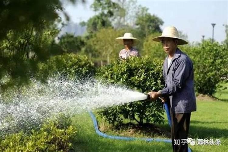 果汁阳台月季的养殖方法和注意事项,果汁月季怎么养