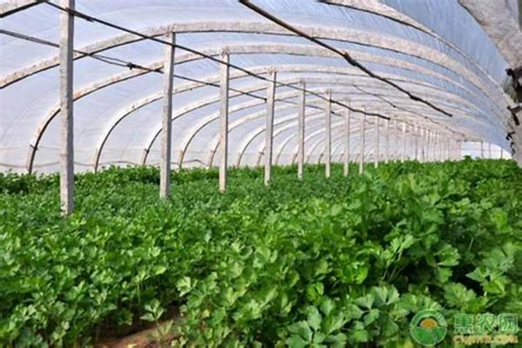 香菜施什么肥料长得快