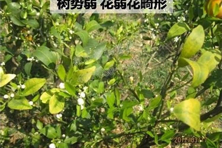 如何用沼液作为叶面肥喷施柑橘？