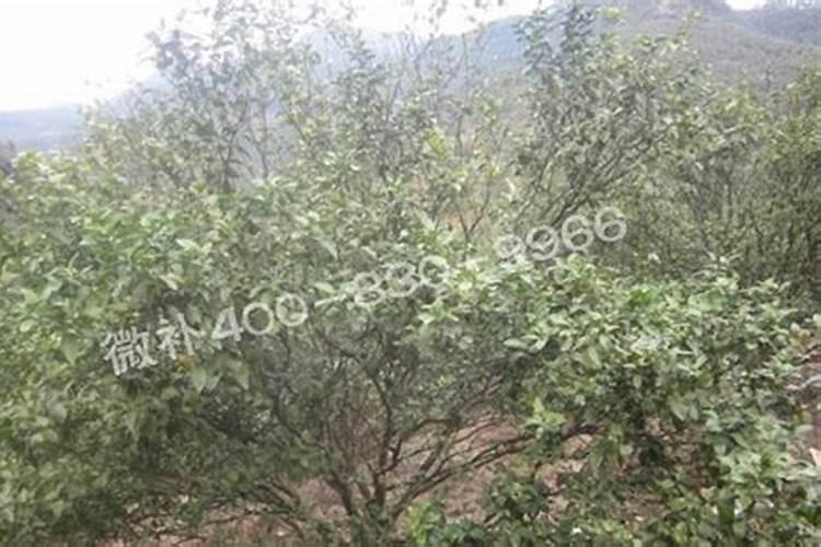 常见的柑橘叶面肥有哪些呢？什么样的叶面肥对柑橘的生长发育作用比较大...