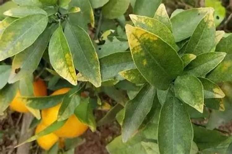 柑橘苗叶面肥施药方法