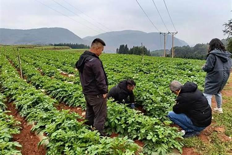 蔬菜经历霜冻后采取什么方式来补救