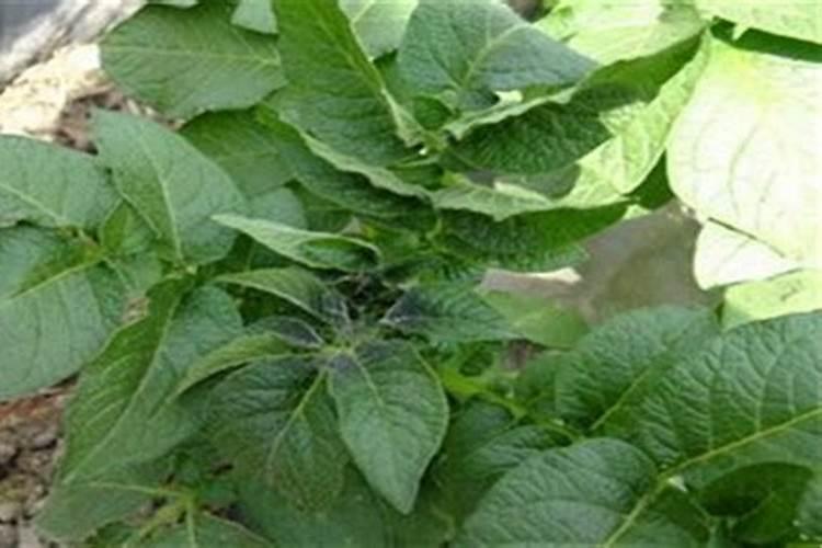 秋马铃薯大雪覆盖后如何防冻