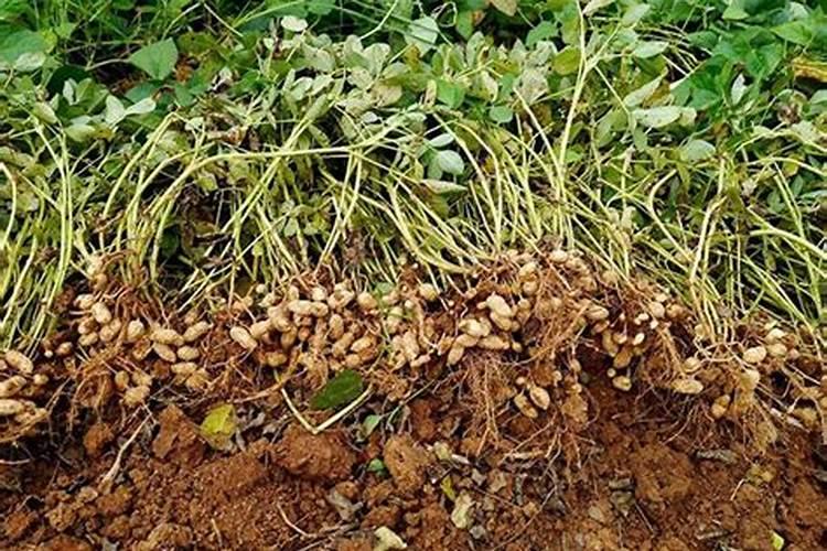 蟹爪兰如何才能养好