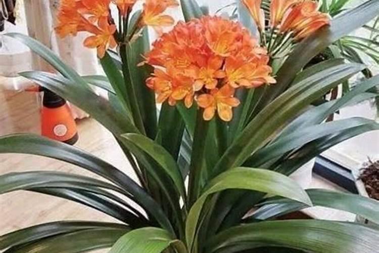 夏季瓜果类可以用矿源黄腐酸钾吗