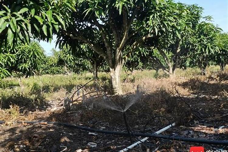 芒果高产施肥的方法!芒果用什么肥料？