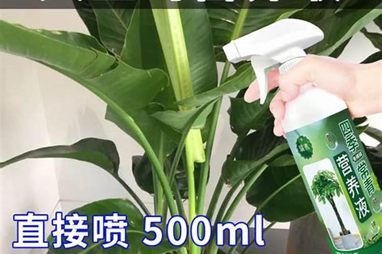 大鹤望兰适合室内养吗
