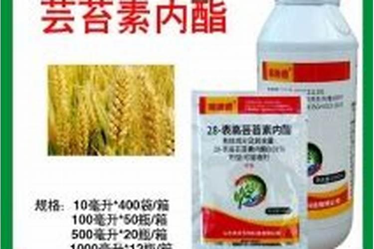 种菠萝施什么肥