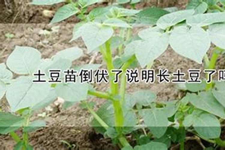 菠萝的施肥方法是什么